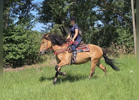 Altri pony/cavalli di piccola taglia, Giumenta, 4 Anni, 154 cm, Falbo