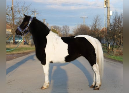 Altri pony/cavalli di piccola taglia, Giumenta, 5 Anni, 123 cm, Pezzato