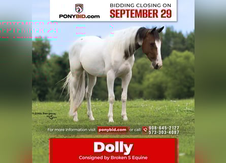 Altri pony/cavalli di piccola taglia, Giumenta, 5 Anni, 140 cm, Pezzato
