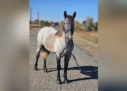 Altri pony/cavalli di piccola taglia Mix, Giumenta, 5 Anni, 142 cm, Roano blu