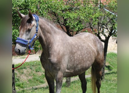 Altri pony/cavalli di piccola taglia, Giumenta, 5 Anni, 145 cm, Grigio pezzato