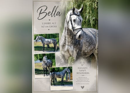 Altri pony/cavalli di piccola taglia, Giumenta, 5 Anni, 147 cm, Grigio pezzato