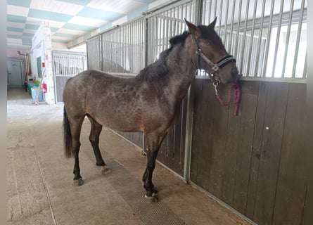 Altri pony/cavalli di piccola taglia, Giumenta, 5 Anni, 147 cm, Roano blu