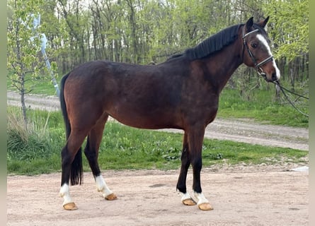 Altri pony/cavalli di piccola taglia, Giumenta, 5 Anni, 148 cm, Baio