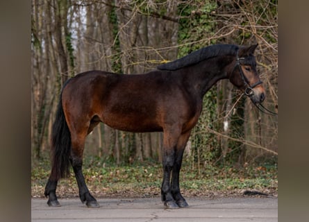 Altri pony/cavalli di piccola taglia, Giumenta, 5 Anni, 148 cm, Baio