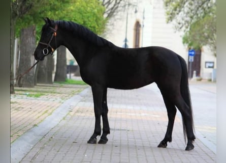Altri pony/cavalli di piccola taglia, Giumenta, 5 Anni, 149 cm, Morello