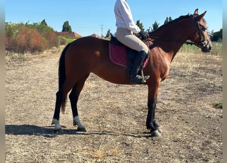 Altri pony/cavalli di piccola taglia, Giumenta, 5 Anni, 150 cm, Baio