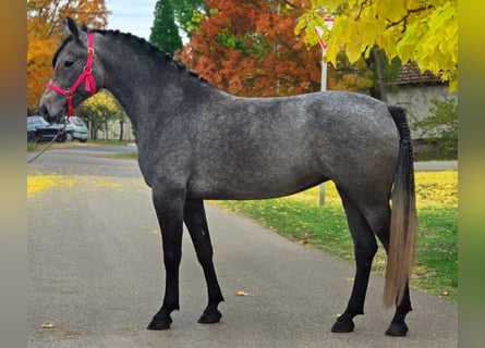 Altri pony/cavalli di piccola taglia, Giumenta, 5 Anni, 150 cm, Grigio rossastro