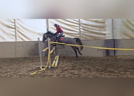 Altri pony/cavalli di piccola taglia, Giumenta, 5 Anni, 150 cm, Grigio rossastro