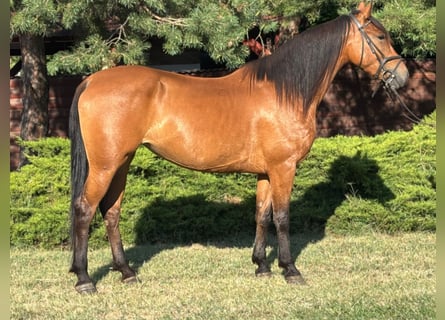 Altri pony/cavalli di piccola taglia, Giumenta, 5 Anni, 150 cm, Sauro