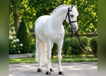 Altri pony/cavalli di piccola taglia, Giumenta, 6 Anni, 140 cm, Grigio