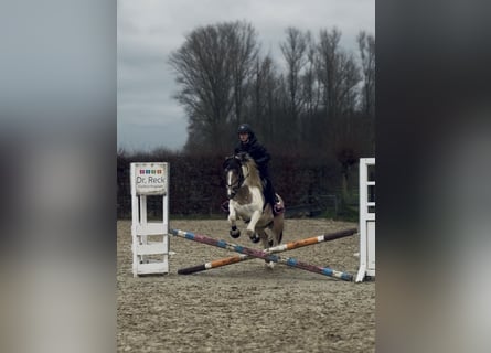 Altri pony/cavalli di piccola taglia, Giumenta, 6 Anni, 147 cm, Pezzato