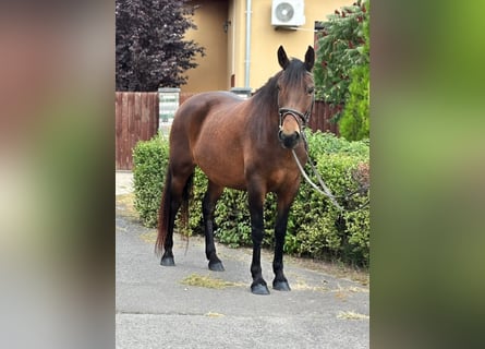 Altri pony/cavalli di piccola taglia, Giumenta, 6 Anni, 149 cm, Baio