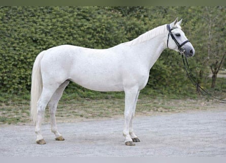 Altri pony/cavalli di piccola taglia, Giumenta, 6 Anni, 151 cm, Grigio