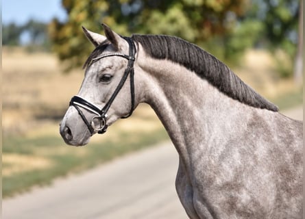 Altri pony/cavalli di piccola taglia, Giumenta, 7 Anni, 140 cm, Grigio
