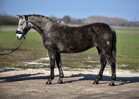 Altri pony/cavalli di piccola taglia, Giumenta, 7 Anni, 140 cm, Grigio