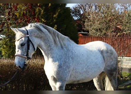 Altri pony/cavalli di piccola taglia, Giumenta, 7 Anni, 147 cm, Grigio