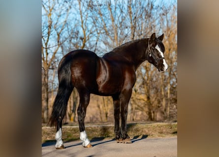 Altri pony/cavalli di piccola taglia, Giumenta, 7 Anni, 147 cm, Morello