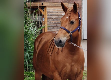 Altri pony/cavalli di piccola taglia Mix, Giumenta, 7 Anni, 150 cm, Sauro