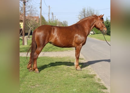 Altri pony/cavalli di piccola taglia, Giumenta, 7 Anni, 153 cm, Sauro
