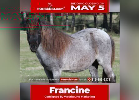 Altri pony/cavalli di piccola taglia, Giumenta, 7 Anni, 99 cm, Roano blu
