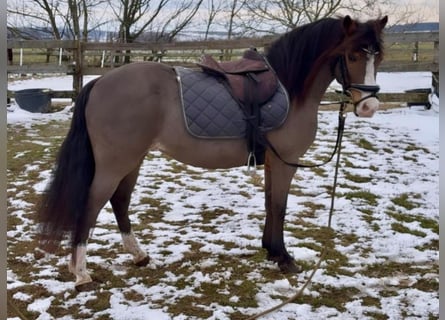 Altri pony/cavalli di piccola taglia, Giumenta, 8 Anni, 126 cm, Baio