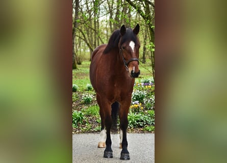 Altri pony/cavalli di piccola taglia, Giumenta, 8 Anni, 145 cm, Baio