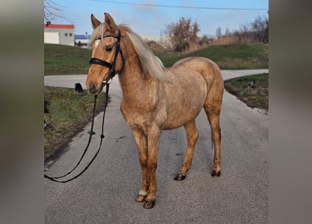 Altri pony/cavalli di piccola taglia, Giumenta, 8 Anni, 145 cm, Palomino