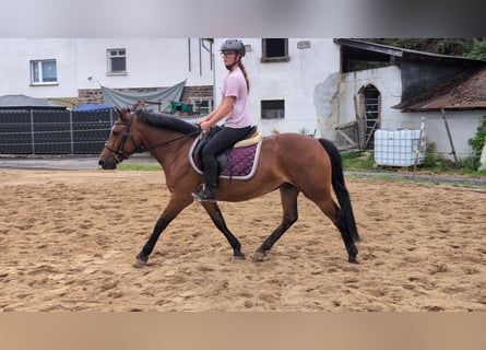 Altri pony/cavalli di piccola taglia, Giumenta, 8 Anni, 147 cm, Baio