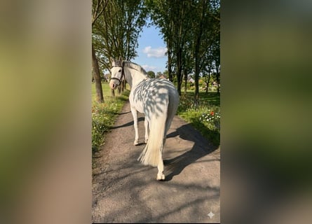 Altri pony/cavalli di piccola taglia, Giumenta, 8 Anni, 149 cm, Grigio