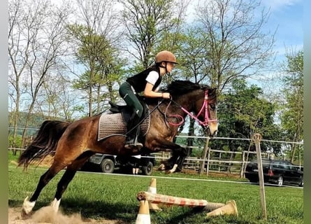 Altri pony/cavalli di piccola taglia, Giumenta, 9 Anni, 130 cm, Baio scuro