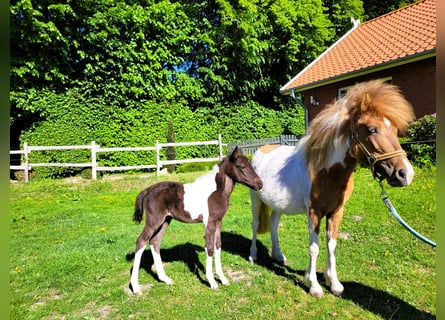 Altri pony/cavalli di piccola taglia, Giumenta, , 115 cm, Pezzato