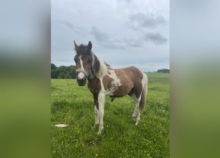 Altri pony/cavalli di piccola taglia Mix, Stallone, 1 Anno, 135 cm, Pezzato