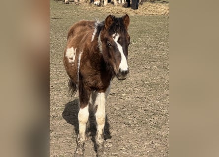 Altri pony/cavalli di piccola taglia Mix, Stallone, 1 Anno, 135 cm, Pezzato