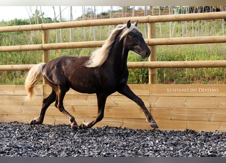 Altri pony/cavalli di piccola taglia, Stallone, 3 Anni, 147 cm, Palomino