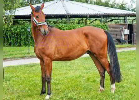 Altri purosangue, Castrone, 3 Anni, 140 cm, Baio ciliegia