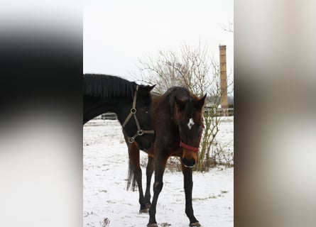 Altri purosangue, Giumenta, 15 Anni, 160 cm, Baio