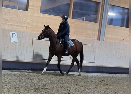 Altri purosangue, Giumenta, 3 Anni, 150 cm, Baio