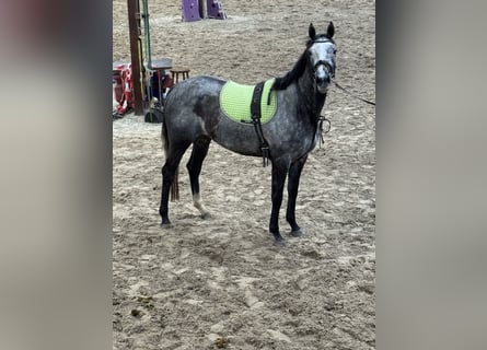 Altri purosangue, Giumenta, 3 Anni, 158 cm, Leardo