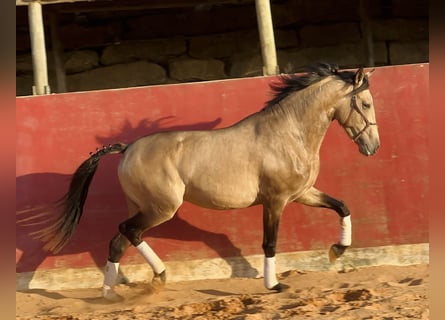 American Albino Horse Mix, Hengst, 4 Jaar, 162 cm, Falbe