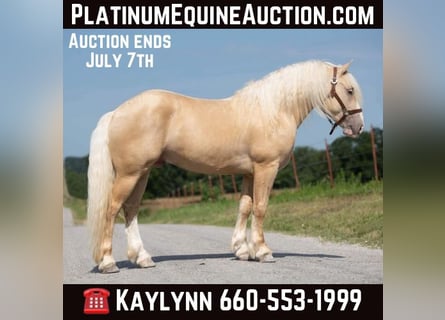 American Albino Horse, Ruin, 5 Jaar, Palomino