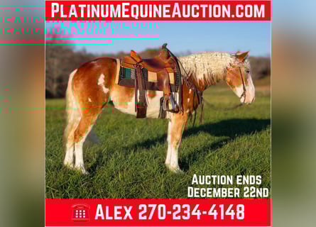 American Drum Horse, Giumenta, 5 Anni, 163 cm, Sauro scuro