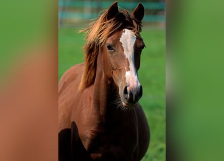 American Indian Horse, Giumenta, 1 Anno, 150 cm, Sauro scuro