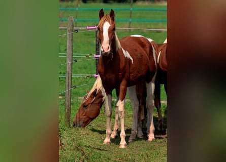 American Indian Horse, Hengst, 1 Jaar, 150 cm, Tobiano-alle-kleuren