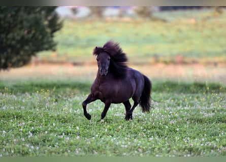 American Indian Horse, Hongre, 6 Ans, 82 cm, Noir