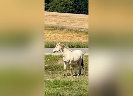 American Indian Horse, Jument, 1 Année, 150 cm, Champagne