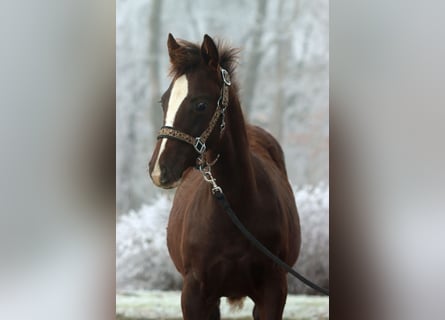 American Indian Horse, Mare, 1 year, 14,2 hh, Chestnut