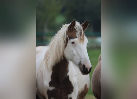 American Indian Horse, Mare, 1 year