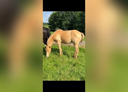 American Indian Horse, Mare, 2 years, 14,2 hh, Champagne