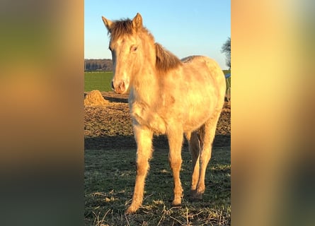 American Indian Horse, Merrie, 1 Jaar, 150 cm, Champagne